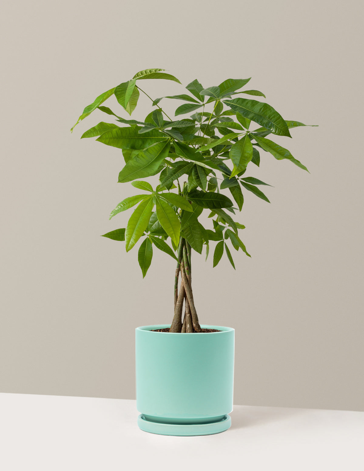 Money Tree Plant