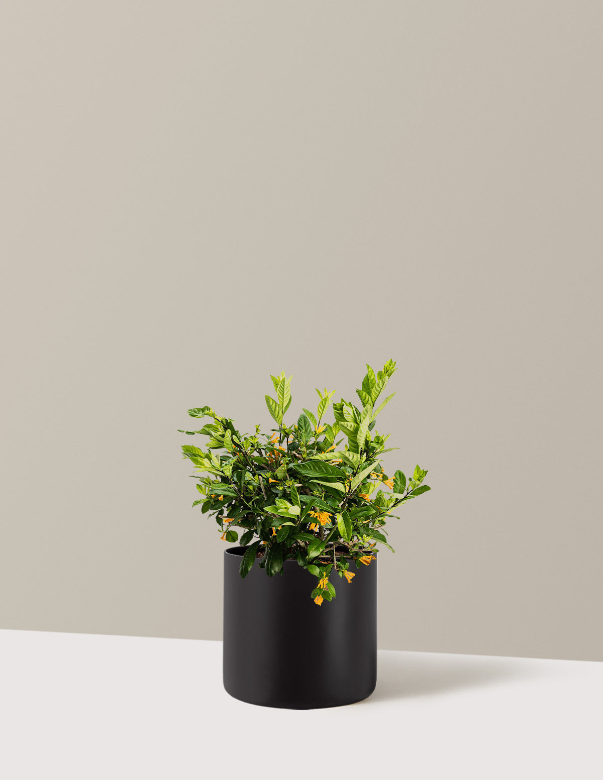 JuicedĀ® Orange Jessamine