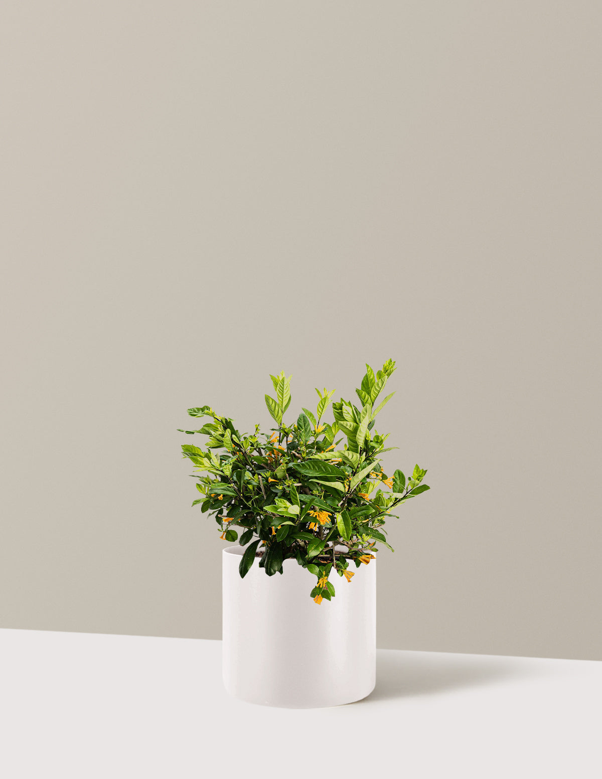 bundle | 3 Gallon | Agnes | Cream