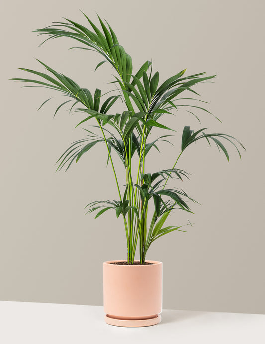 Kentia Palm