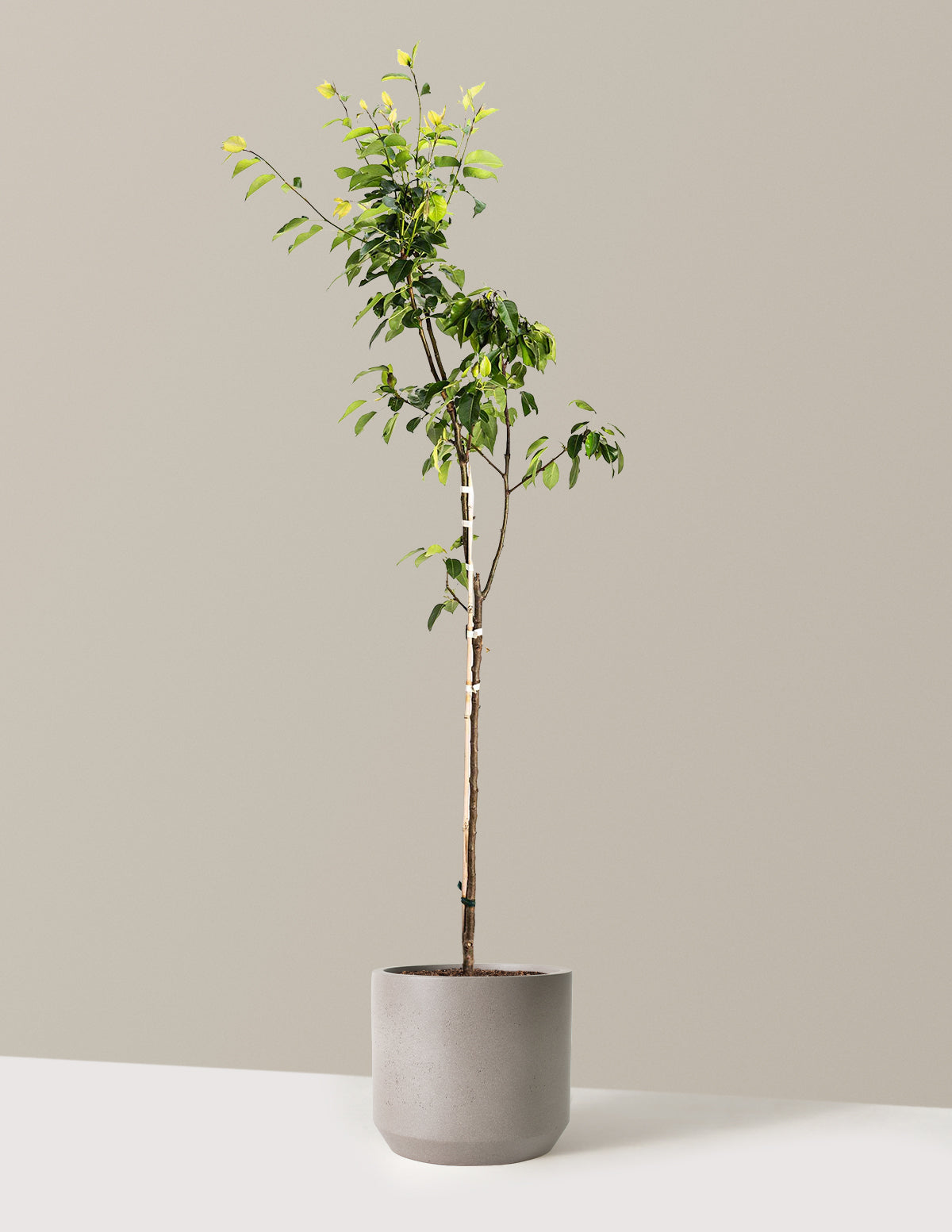 Kieffer Pear Tree