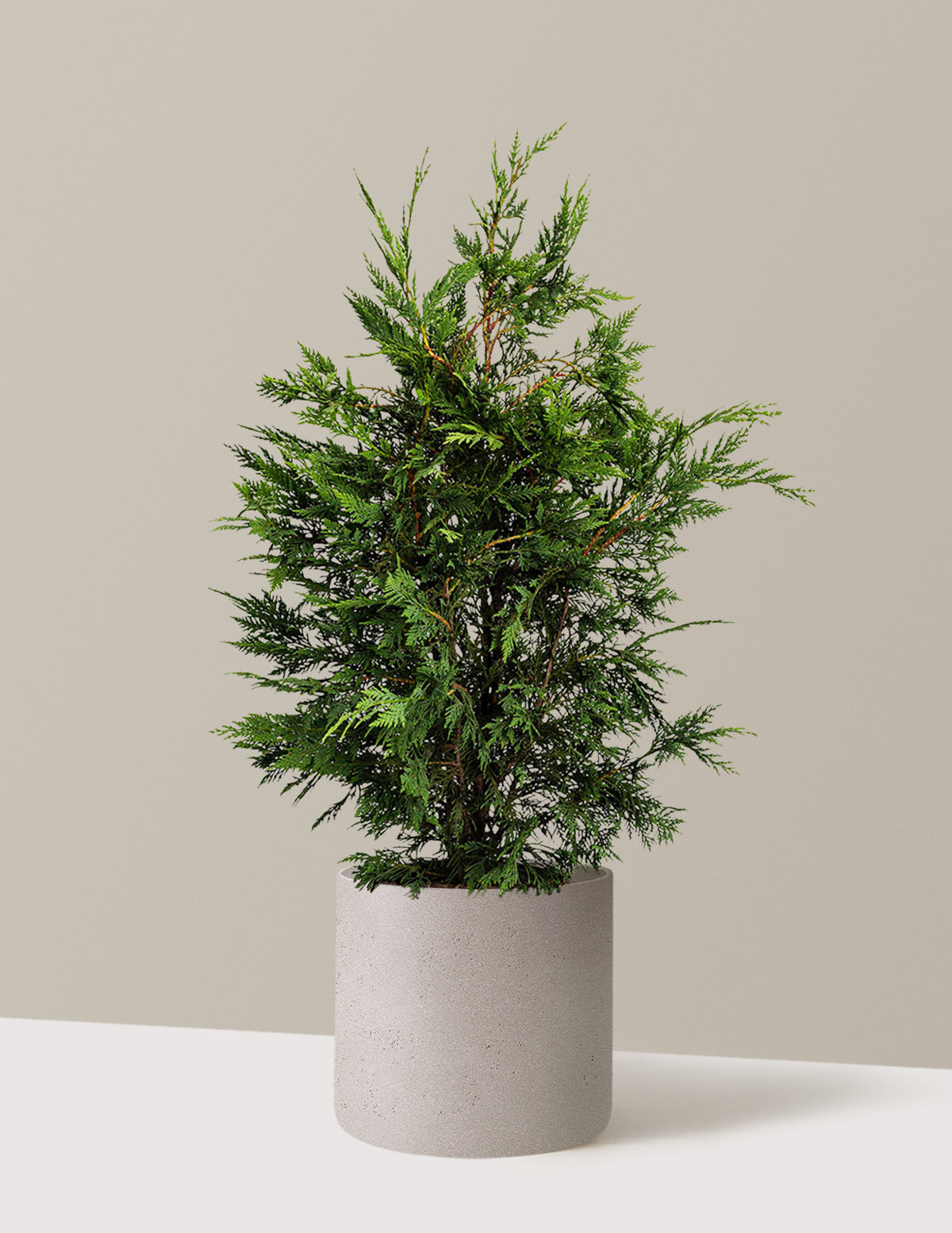 Leyland Cypress Tree