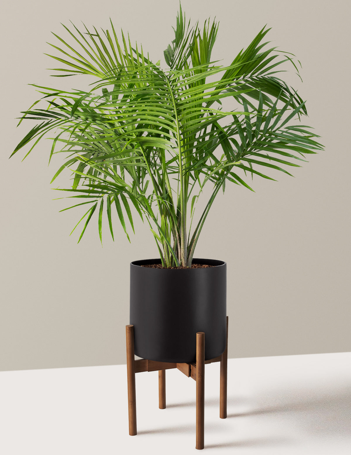 Large Majesty Palm
