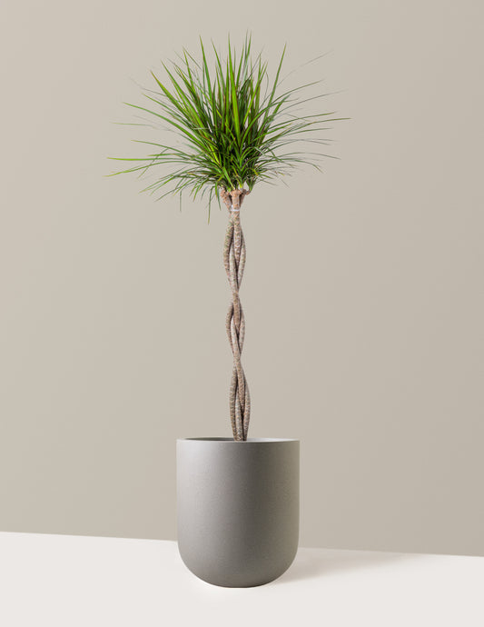 Dracaena Marginata Braided
