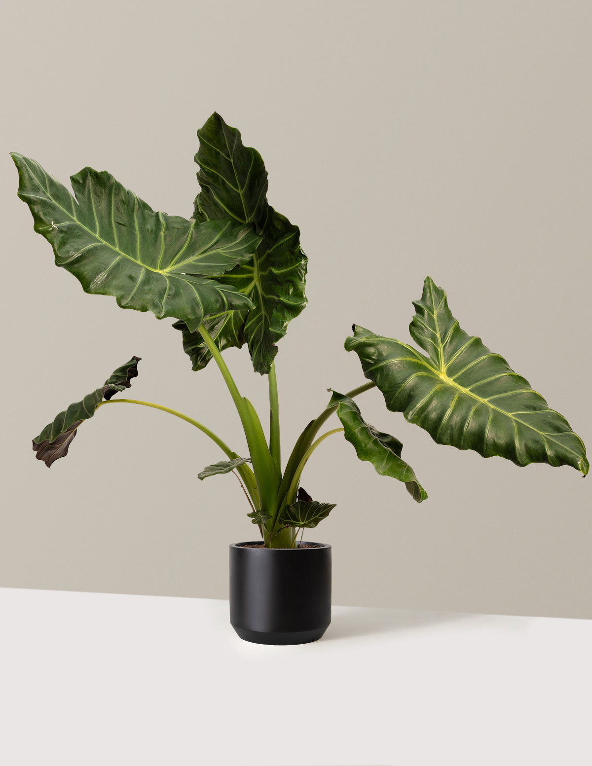 Mayan Mask Alocasia