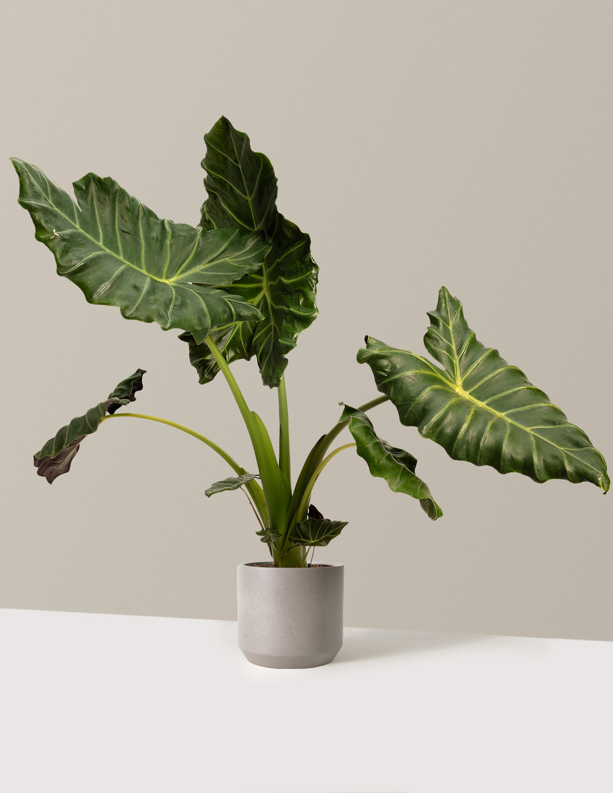 Mayan Mask Alocasia
