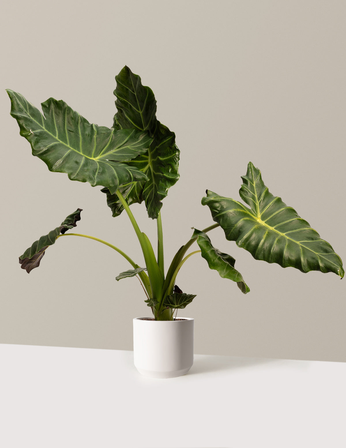Mayan Mask Alocasia