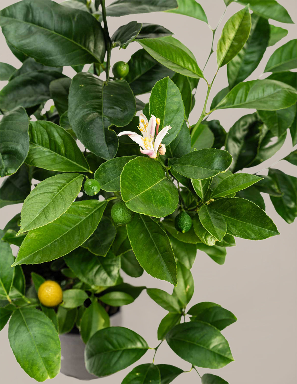 Improved Meyer Lemon Bush