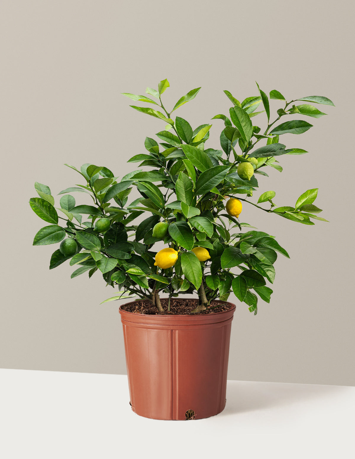 Improved Meyer Lemon Bush
