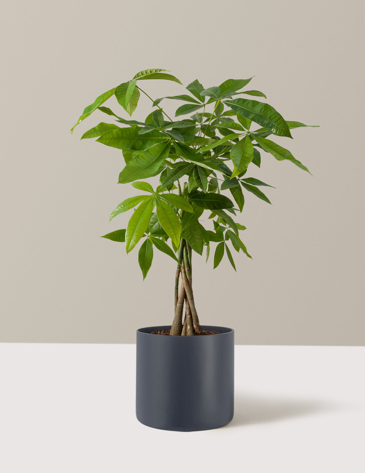 Money Tree Plant