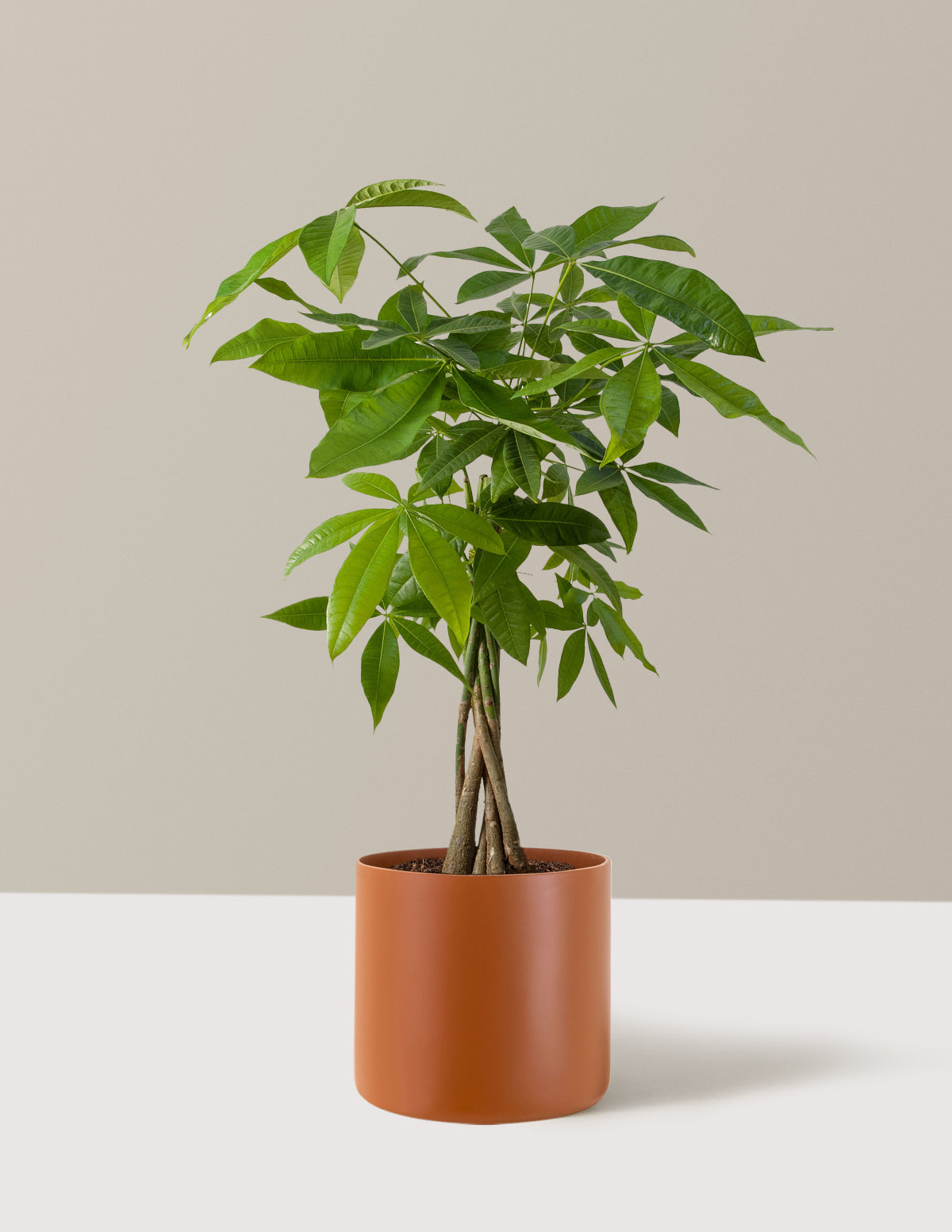 Money Tree Plant