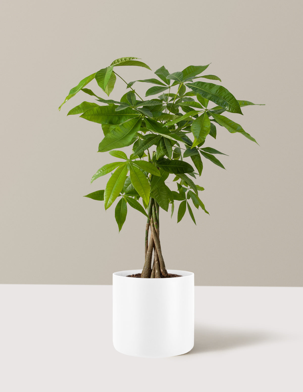 Money Tree Plant
