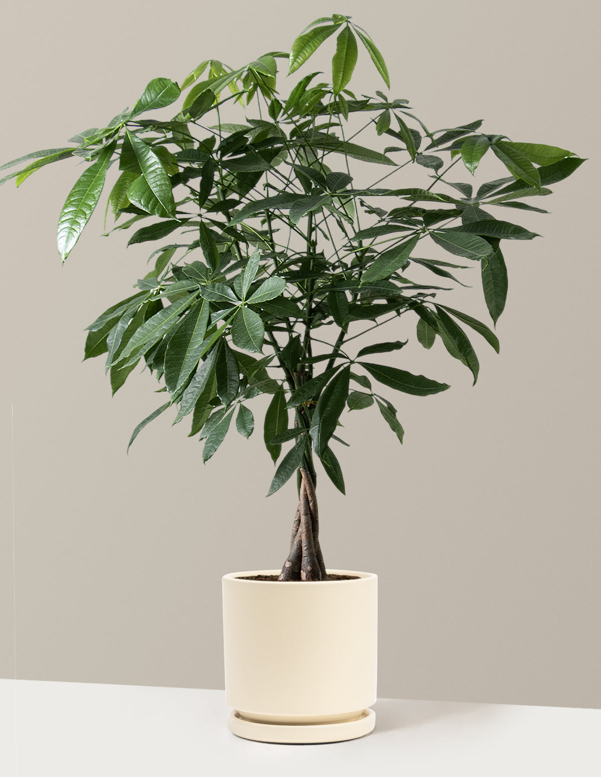 Money Tree Plant