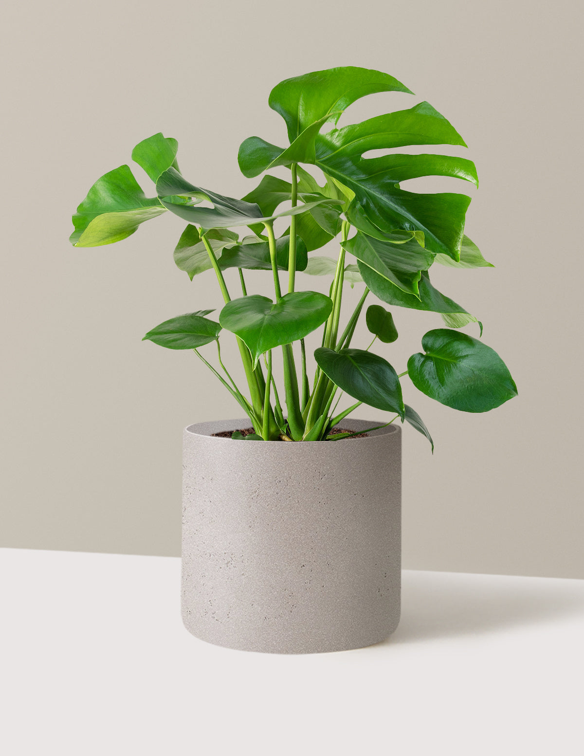 Monstera Deliciosa