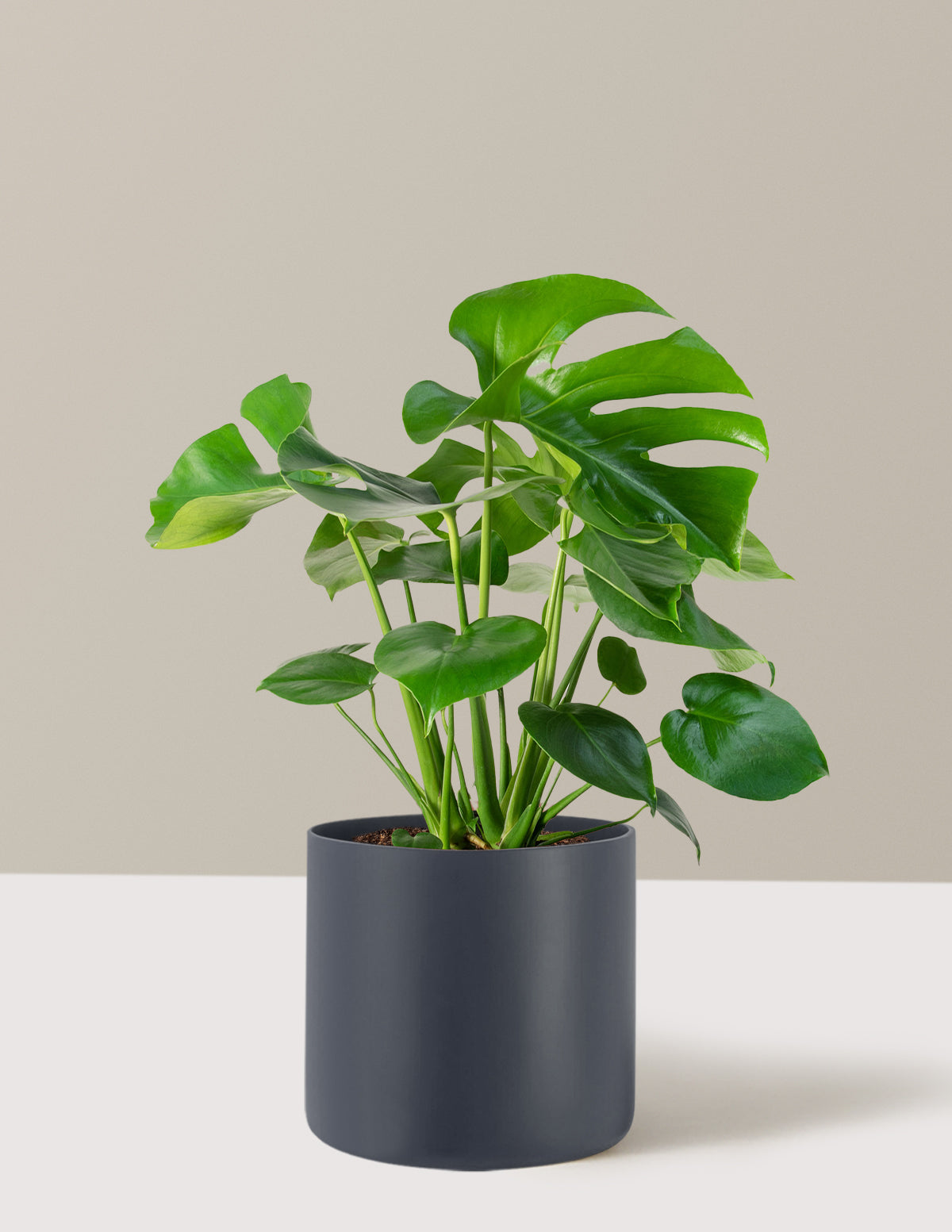 Monstera Deliciosa