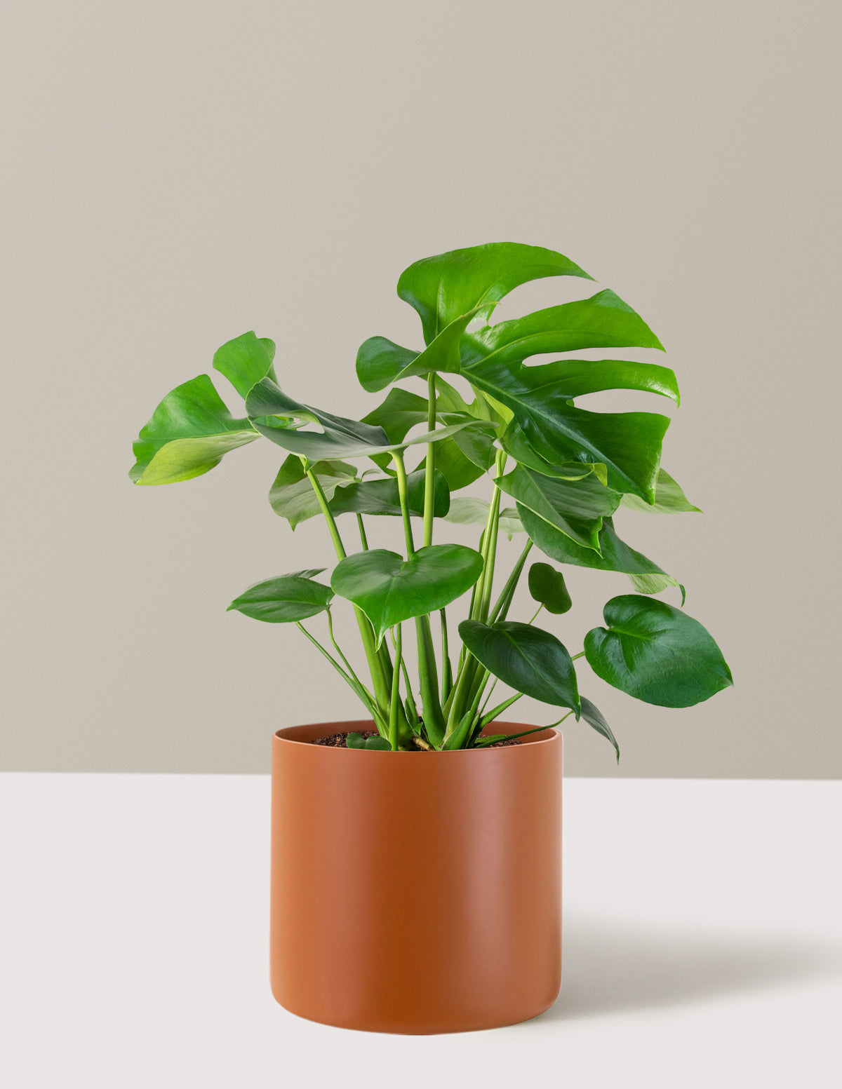 Monstera Deliciosa