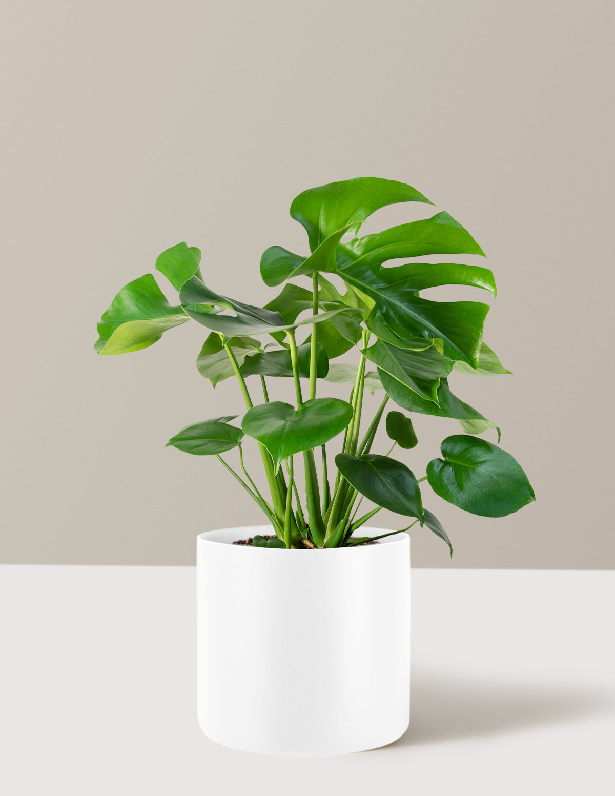 Monstera Deliciosa
