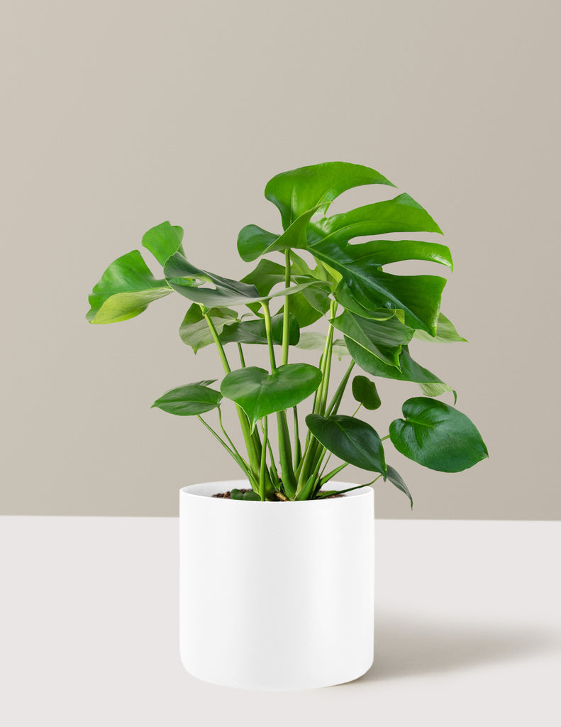 How to care for a Monstera Deliciosa