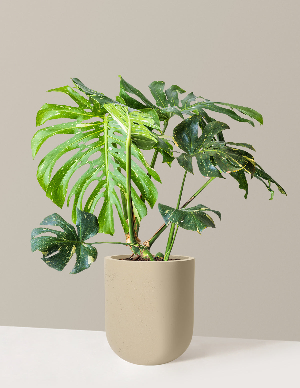 Monstera Thai Constellation Houseplant with Planter - Large (2'-3' tall) Sand Planter