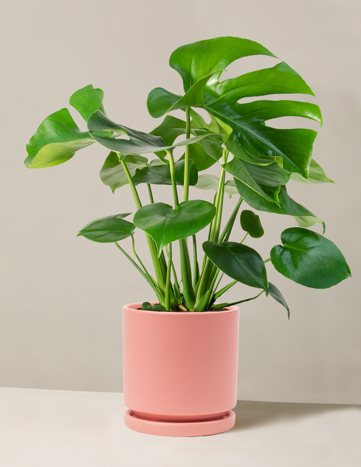 Monstera Deliciosa