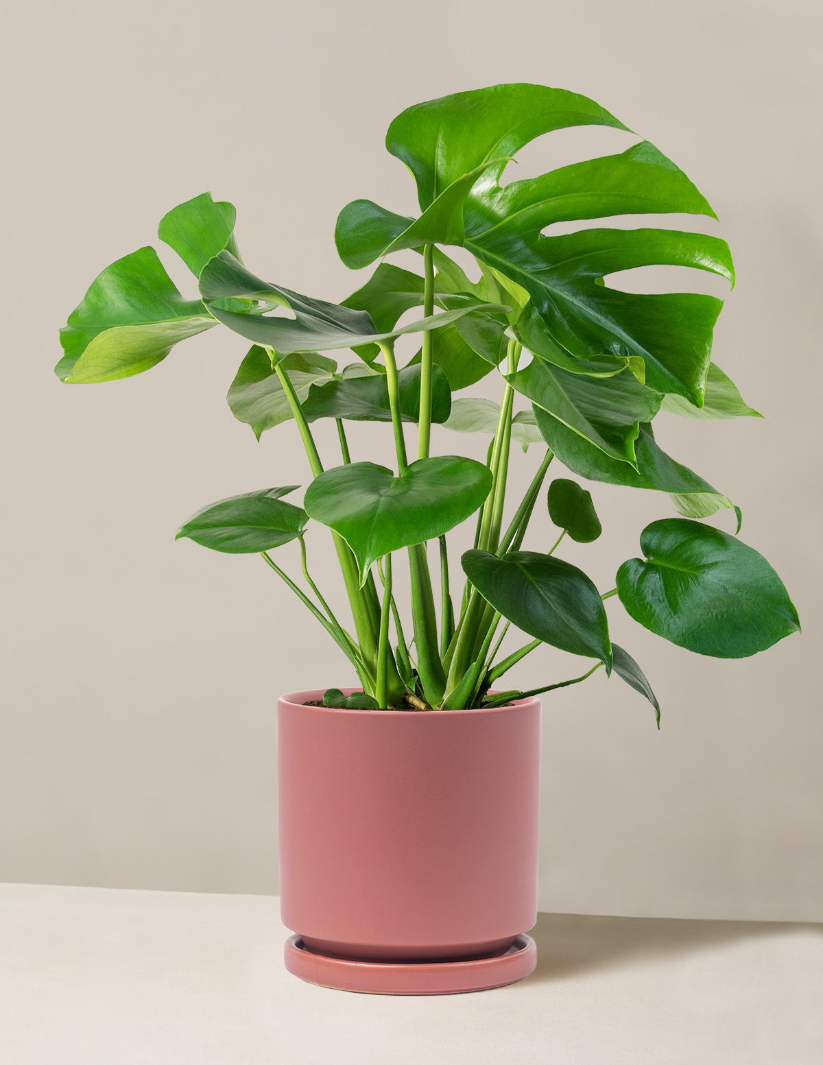 Monstera Deliciosa