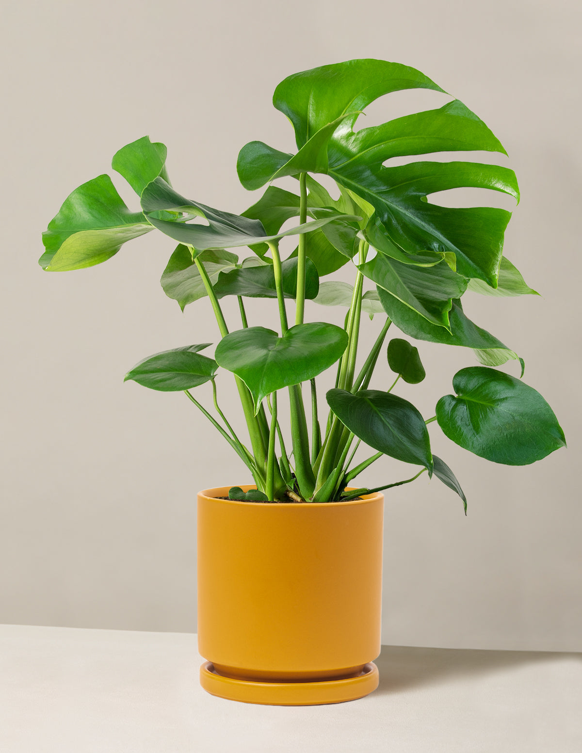 Monstera Deliciosa