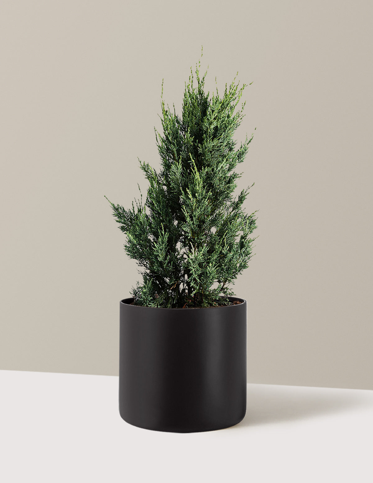 Moonglow Juniper Tree