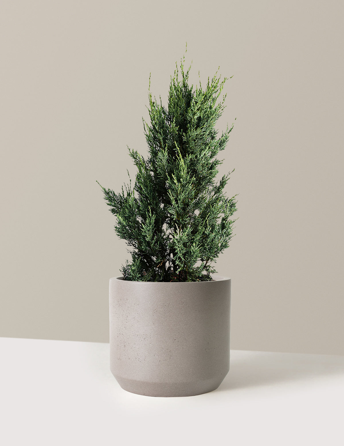 Moonglow Juniper Tree