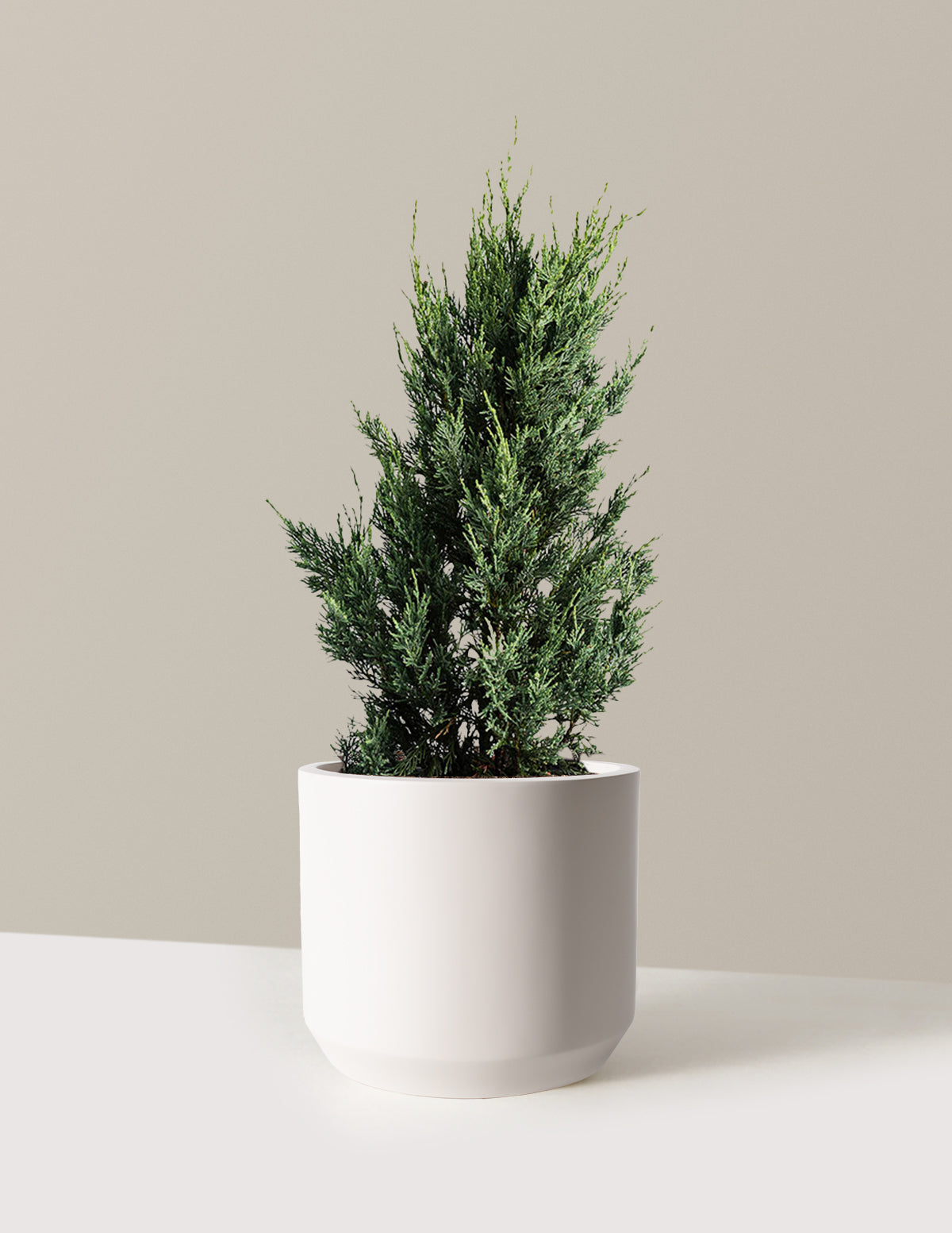 Moonglow Juniper Tree