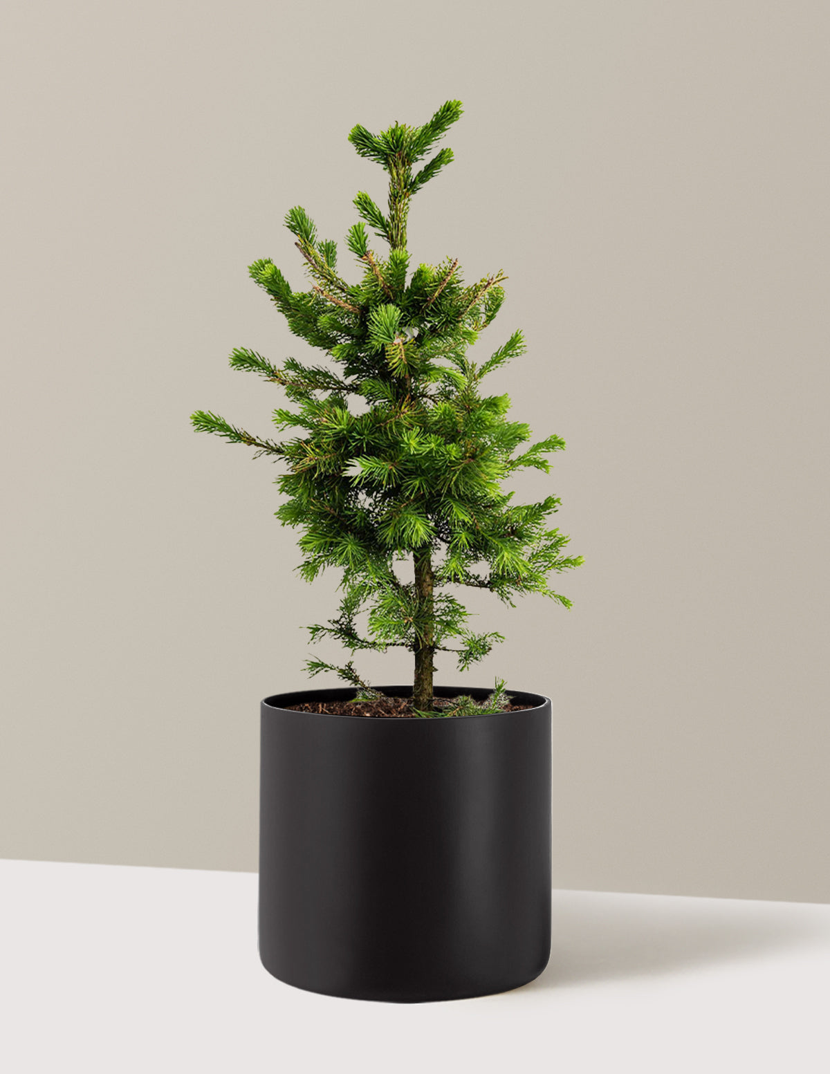 Norway Spruce