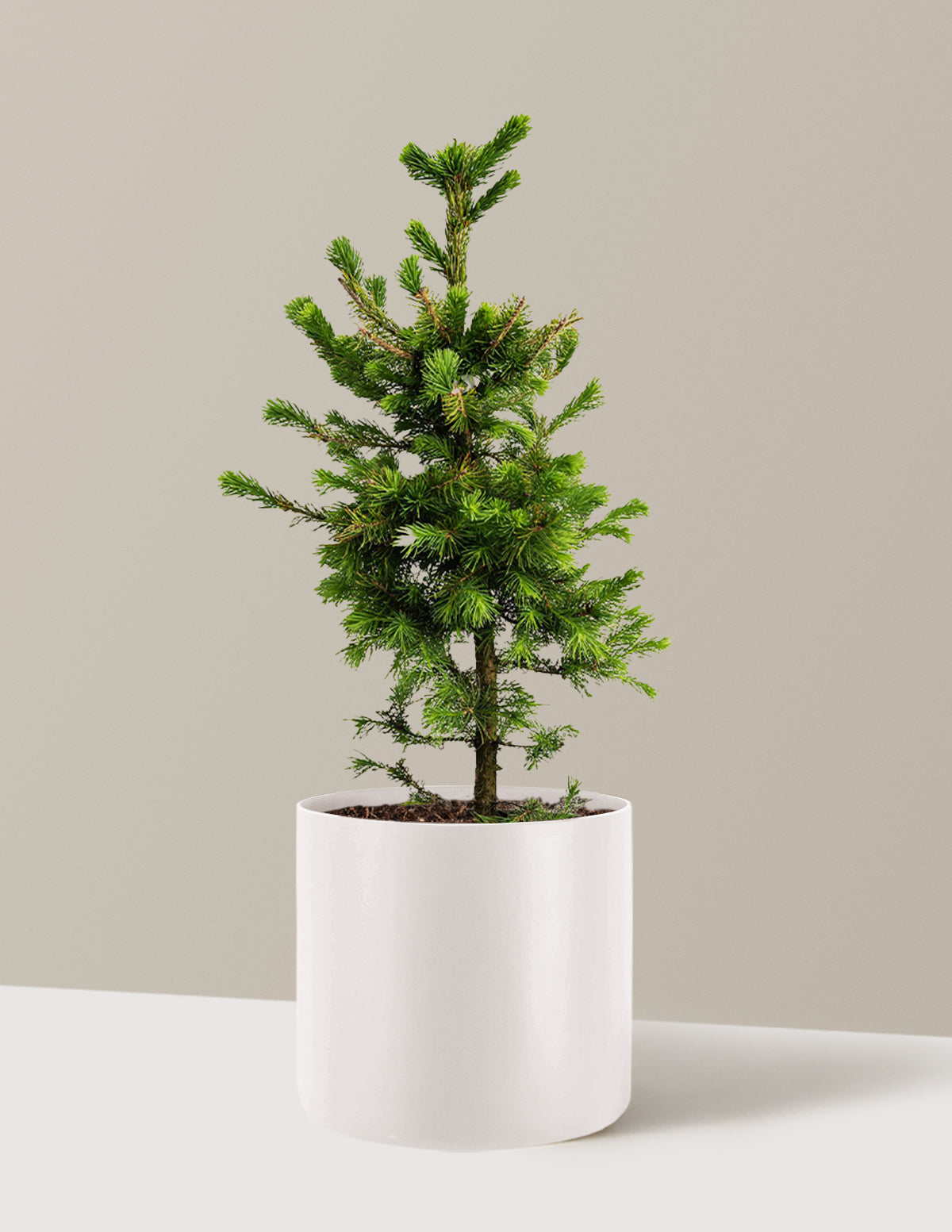 Norway Spruce