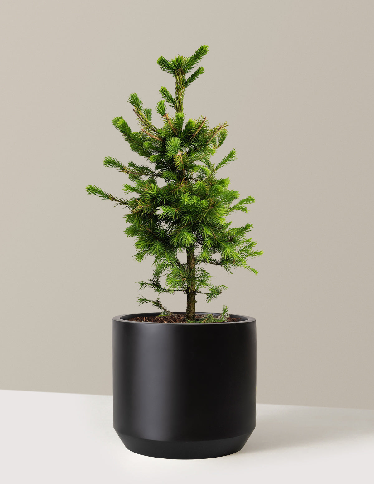 Norway Spruce