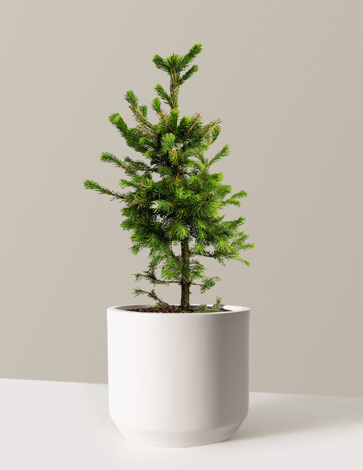 Norway Spruce