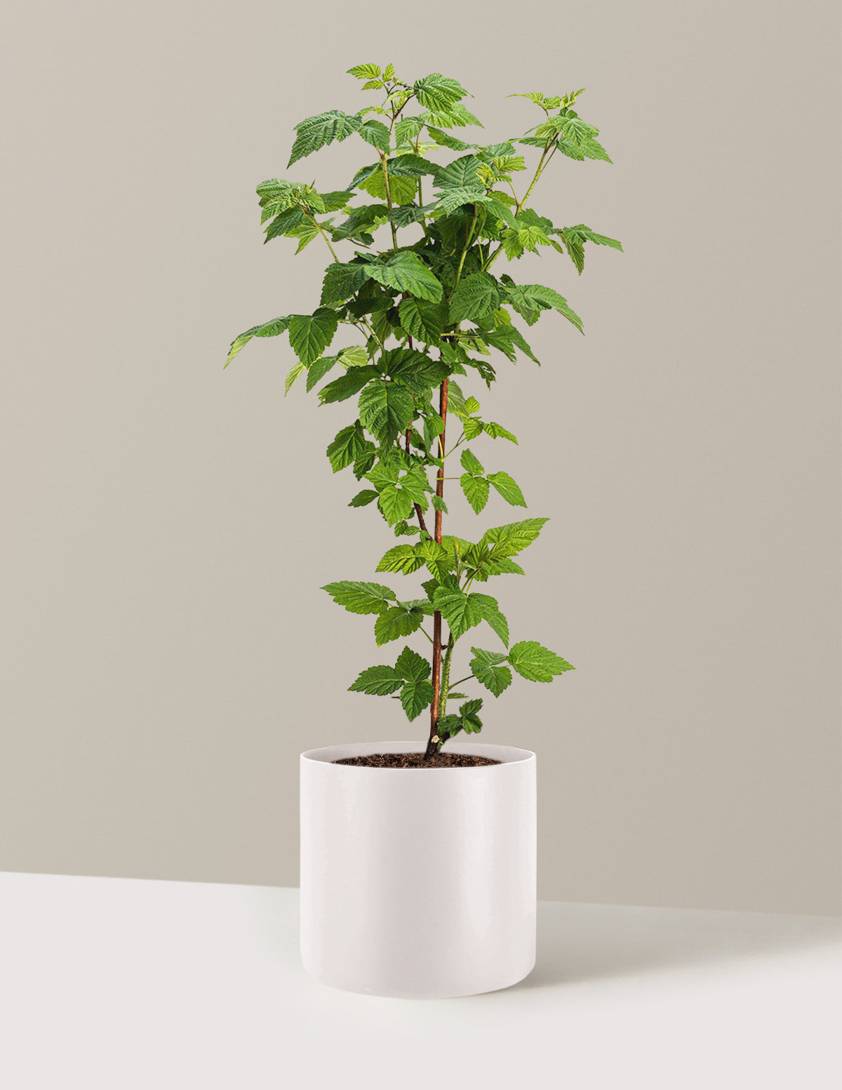 bundle | 2 Gallon | Agnes | Cream