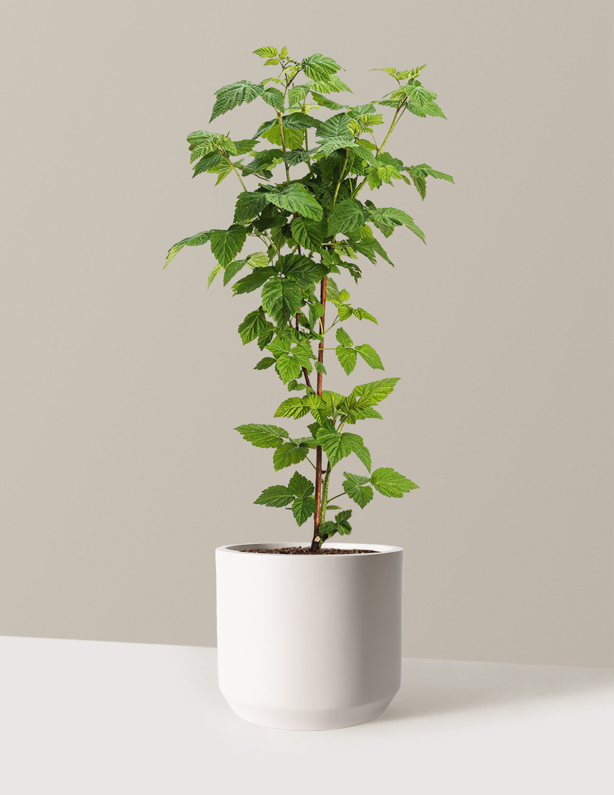 Nova Red Raspberry Plant