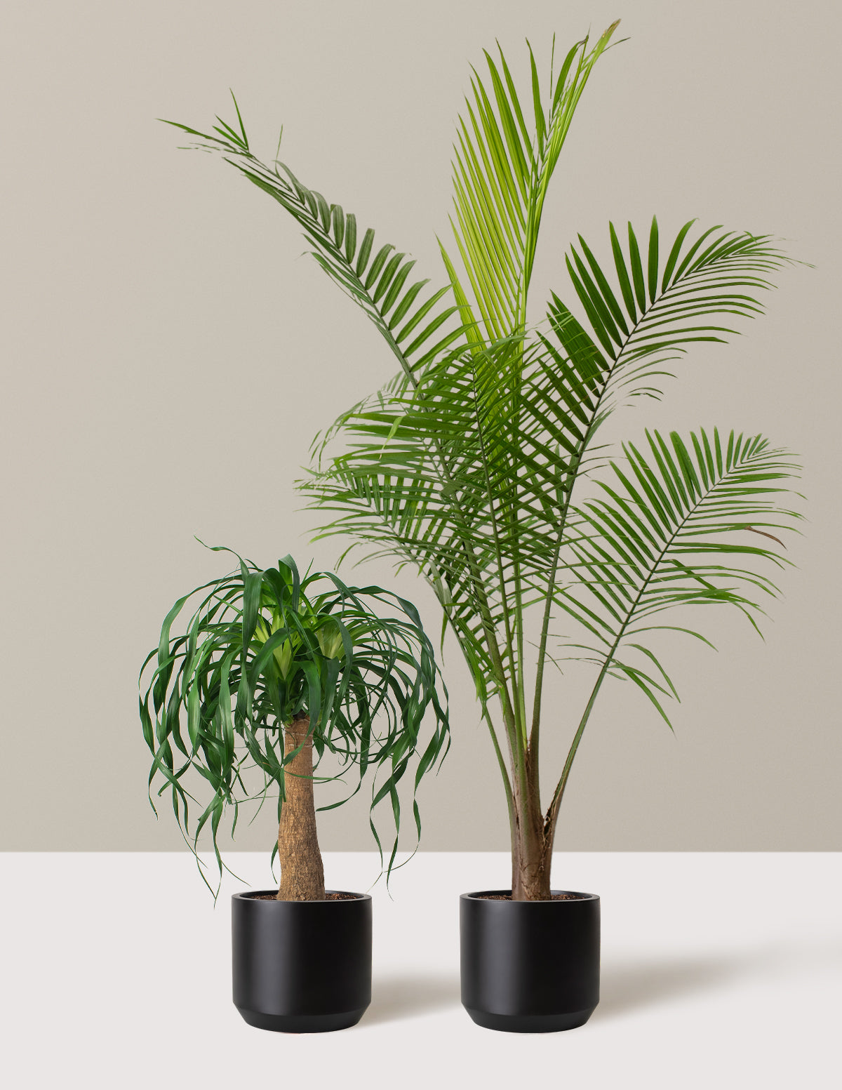 The Palm Bundle