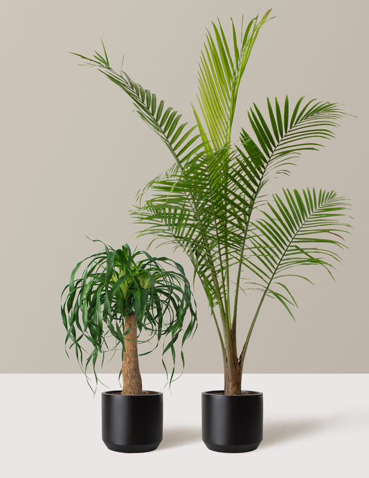 The Palm Bundle