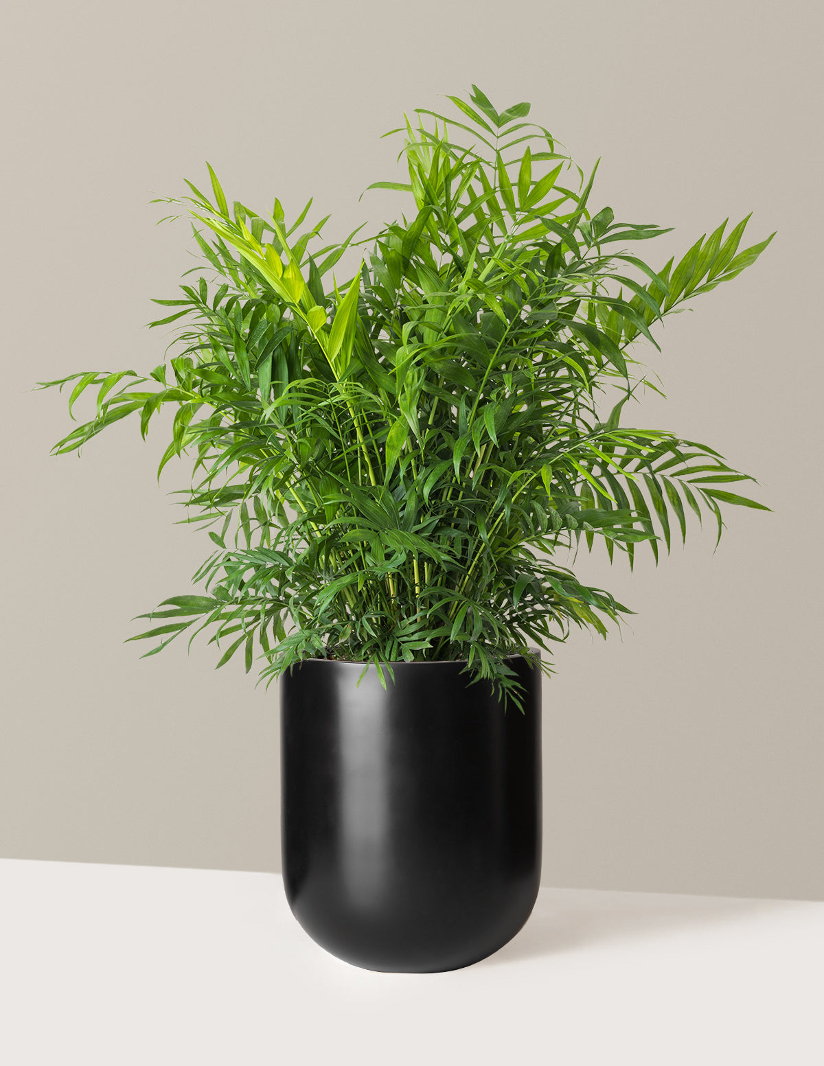 Parlor Palm