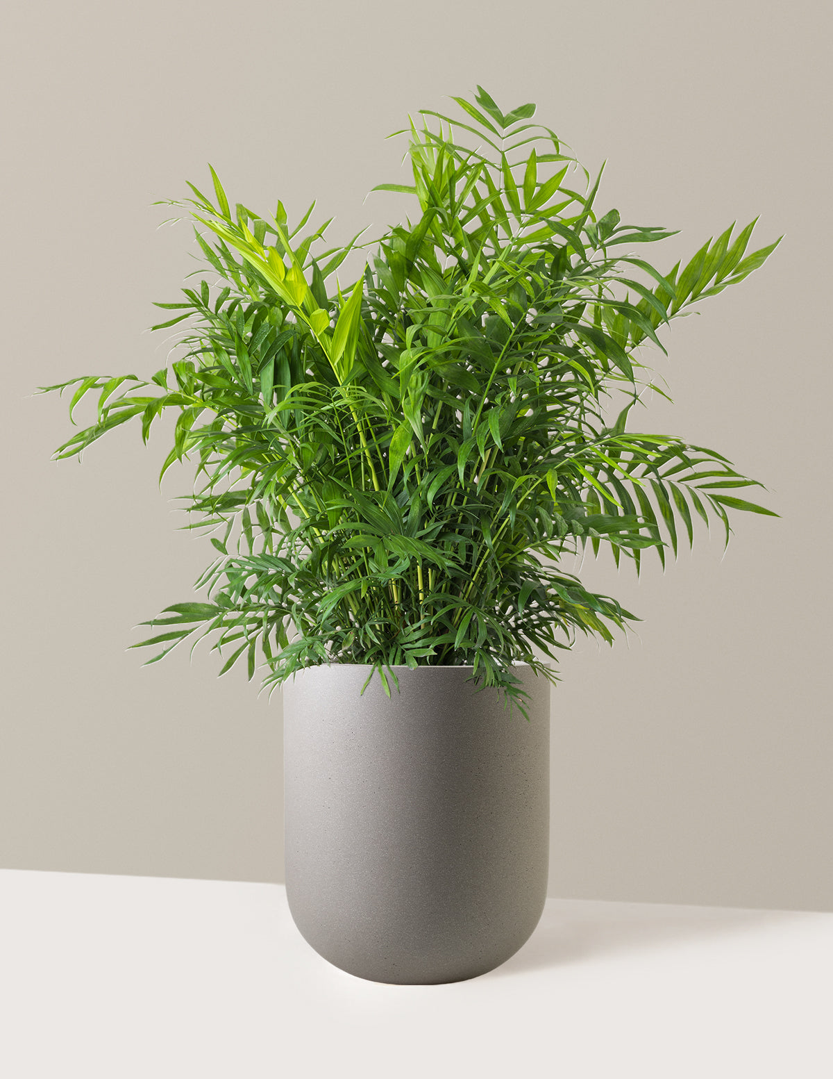 Parlor Palm