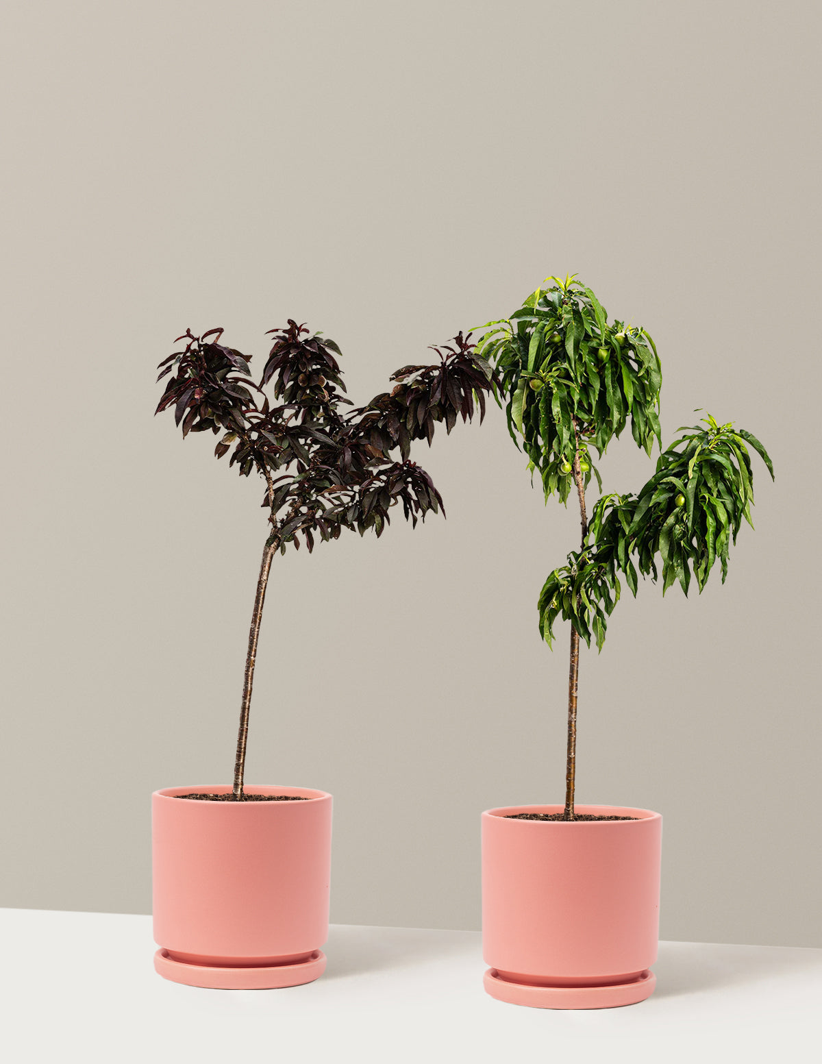 planting peach tree in pot Patio Peach Tree Bundle