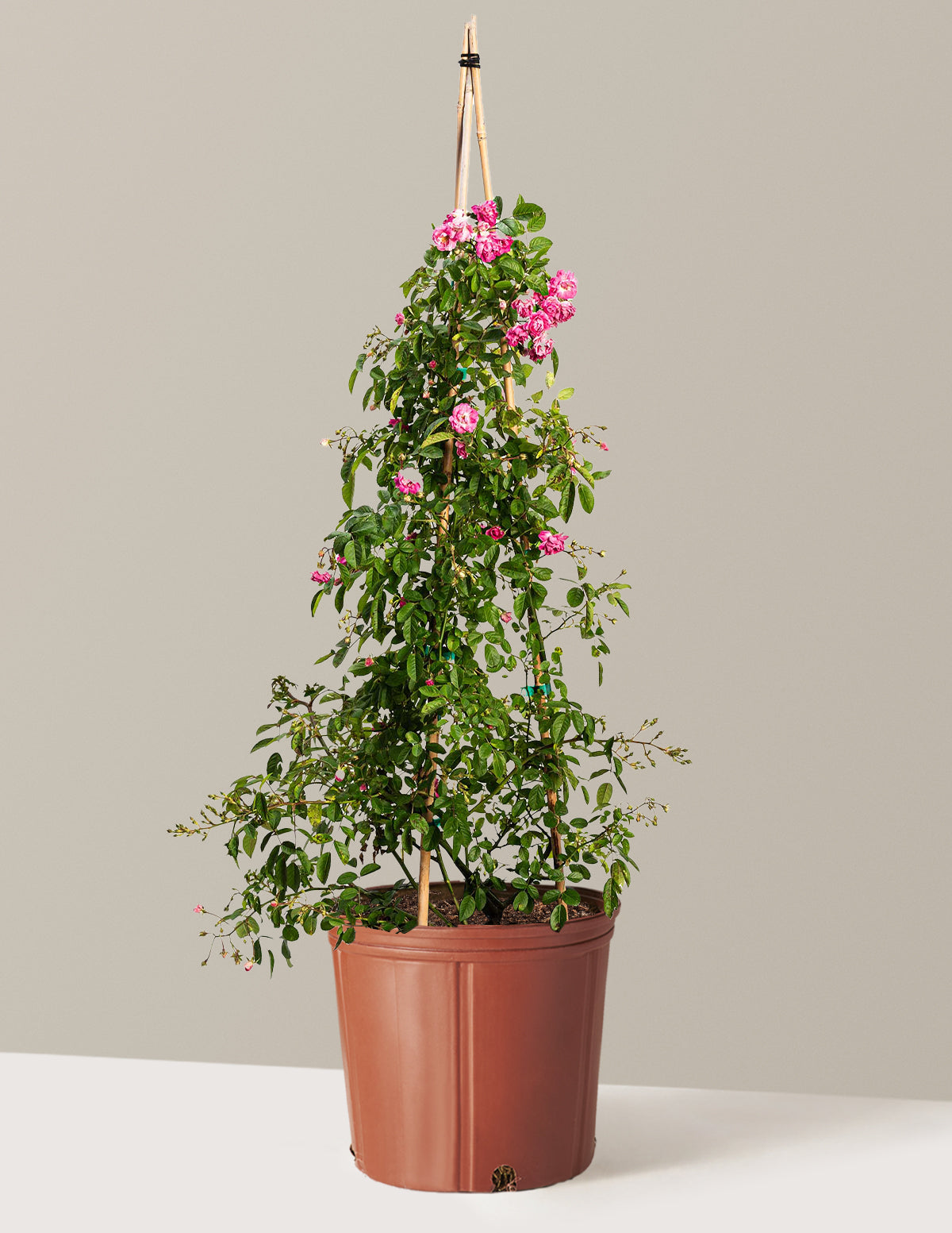 Peggy Martin Climbing Rose