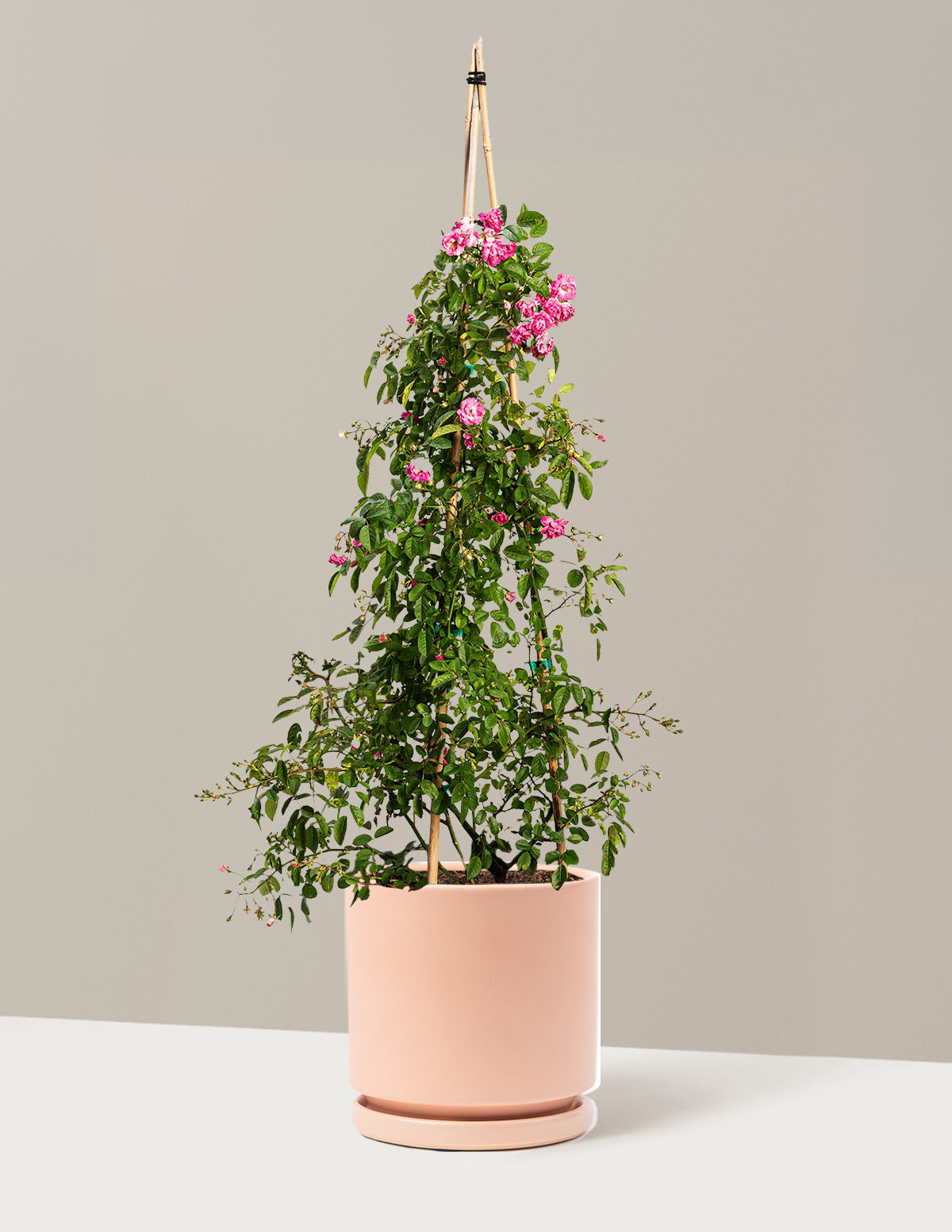 Peggy Martin Climbing Rose