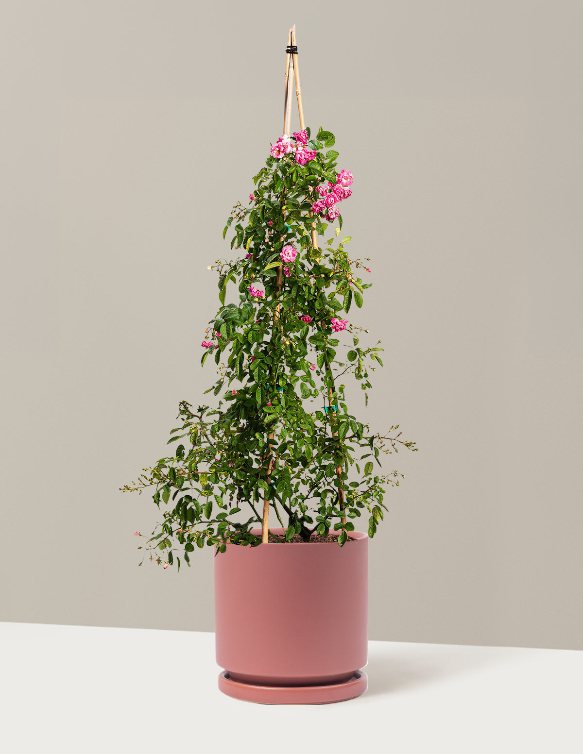 Peggy Martin Climbing Rose