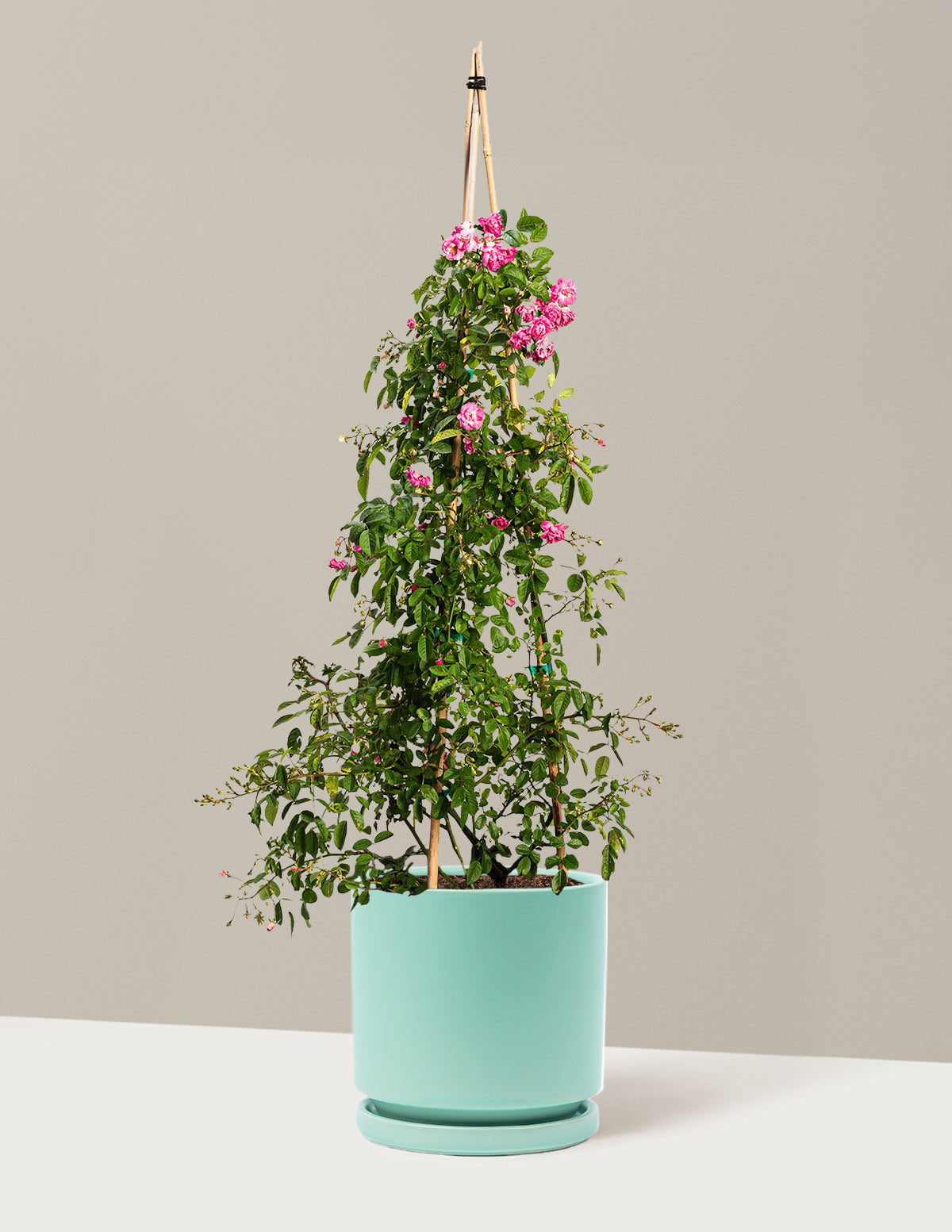 Peggy Martin Climbing Rose
