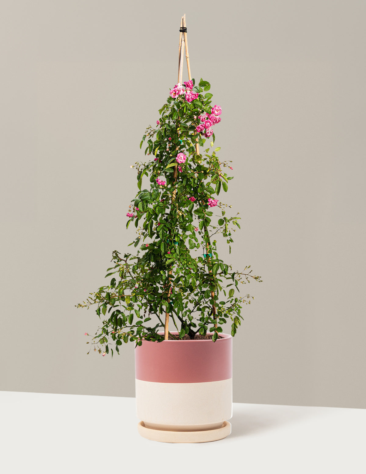 Peggy Martin Climbing Rose