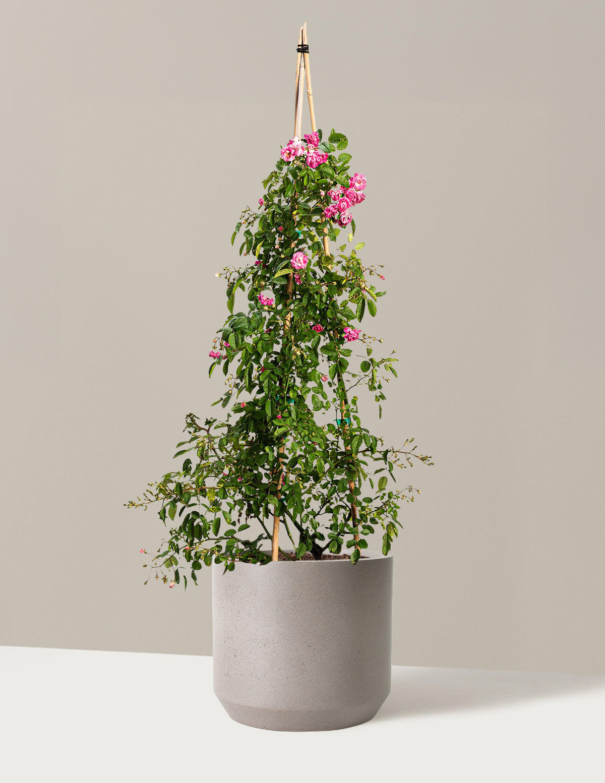 Peggy Martin Climbing Rose