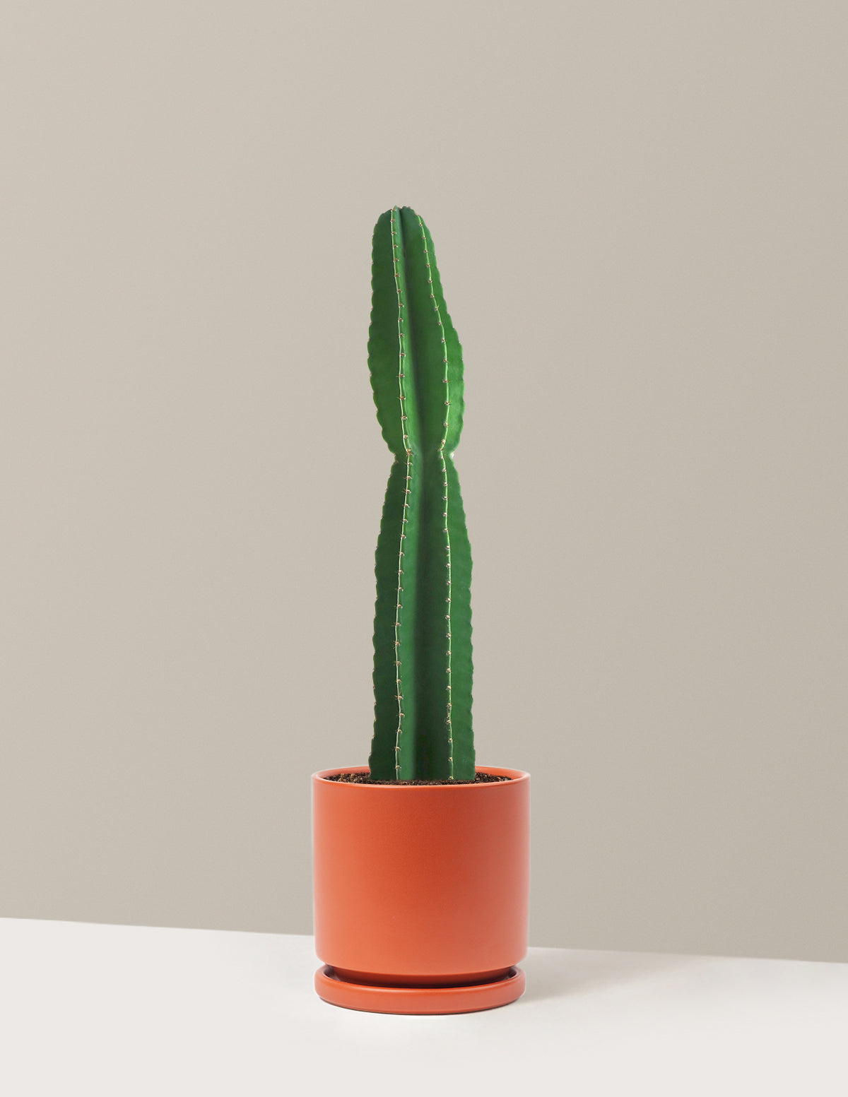 Large Peruvian Apple Cactus