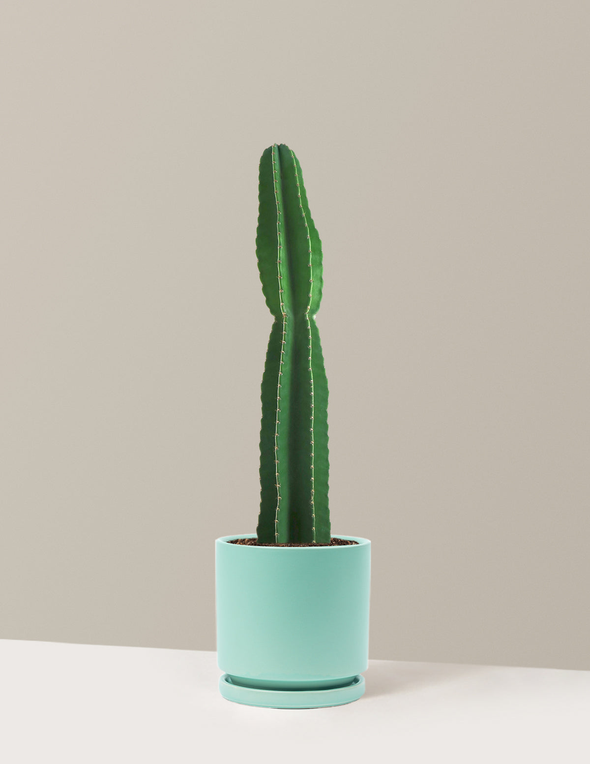 Large Peruvian Apple Cactus