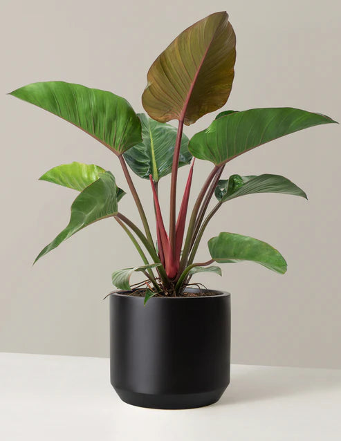 How to care for a Large Philodendron Rojo Congo