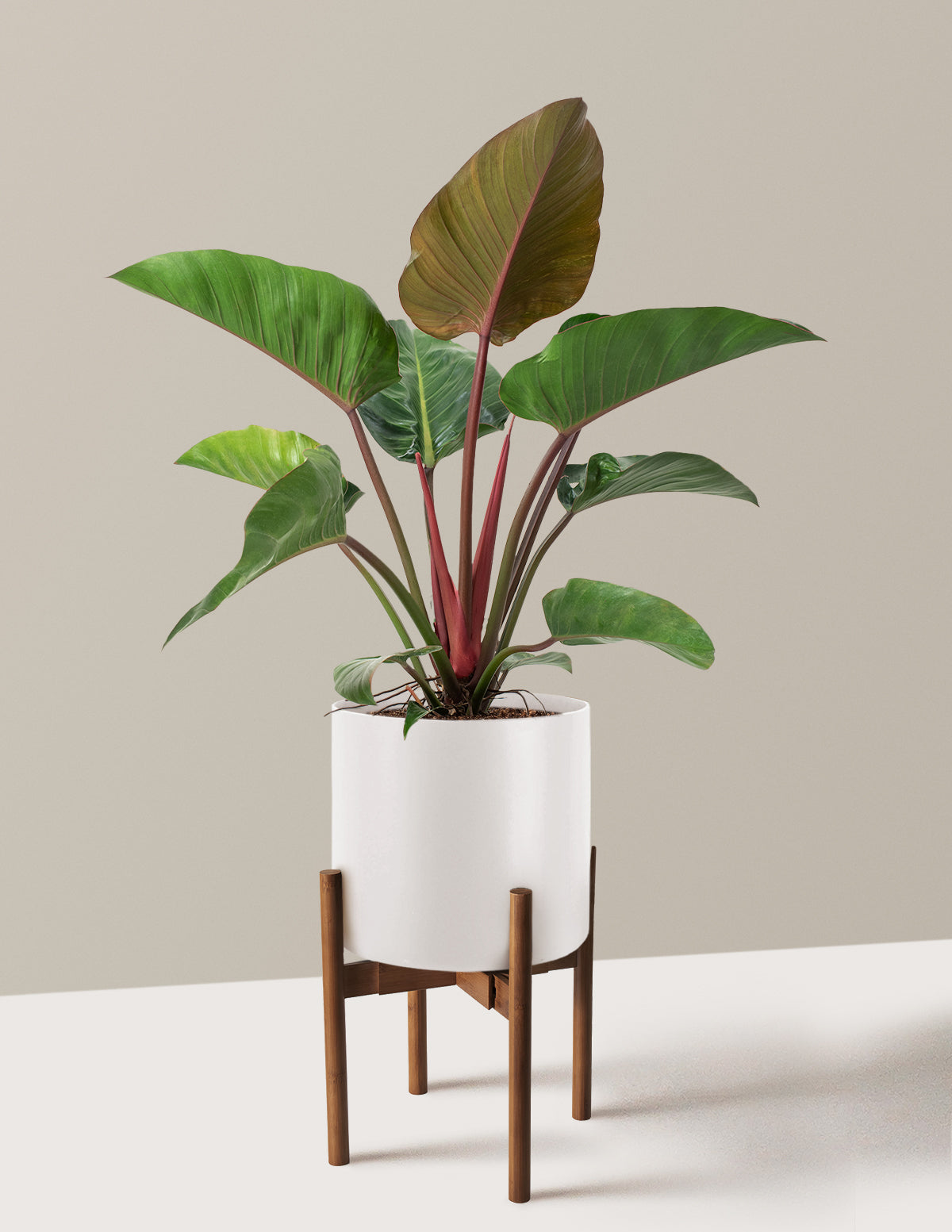 Large Philodendron Rojo Congo